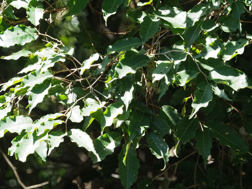 Cleistanthus stipitatus observed 2026-08-06