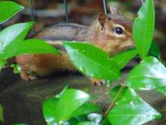 Tamias striatus