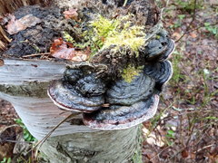 Phellinus cinereus