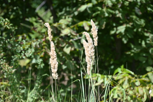 Bushgrass