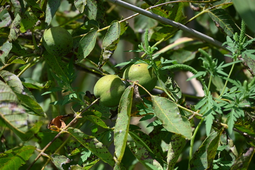 Persian walnut