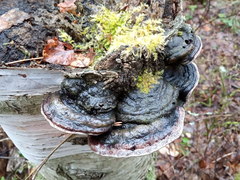 Phellinus cinereus