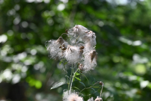 creeping thistle
