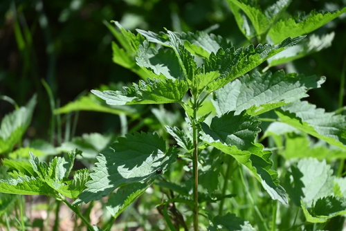 great stinging nettle