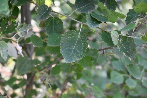 European aspen
