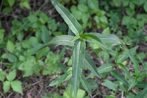 water smartweed