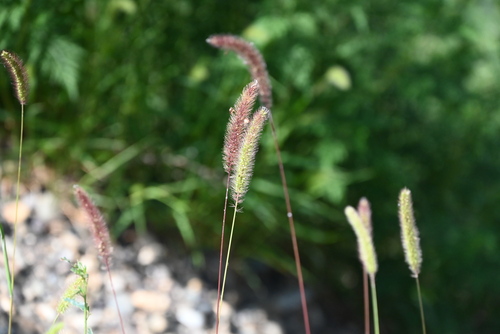 Green Bristle Grass