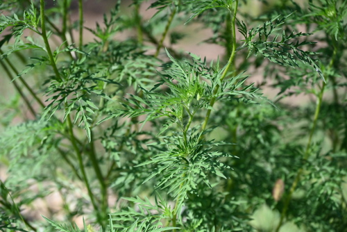 common ragweed