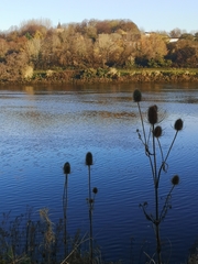 Dipsacus fullonum