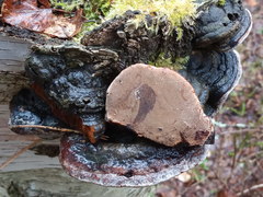 Phellinus cinereus