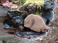 Phellinus cinereus
