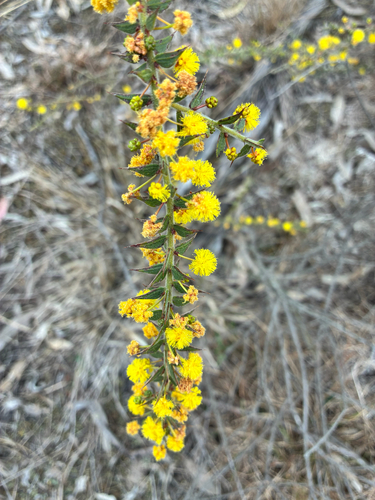 Acacia amblygona observed 2026-08-06