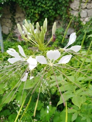 Cleome houtteana