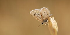 Niña Nacarada