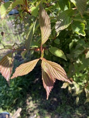 Viburnum carlesii