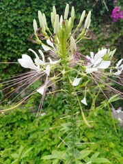 Cleome houtteana