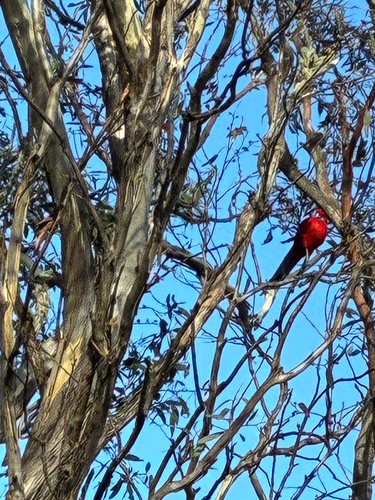 Crimson Rosella
