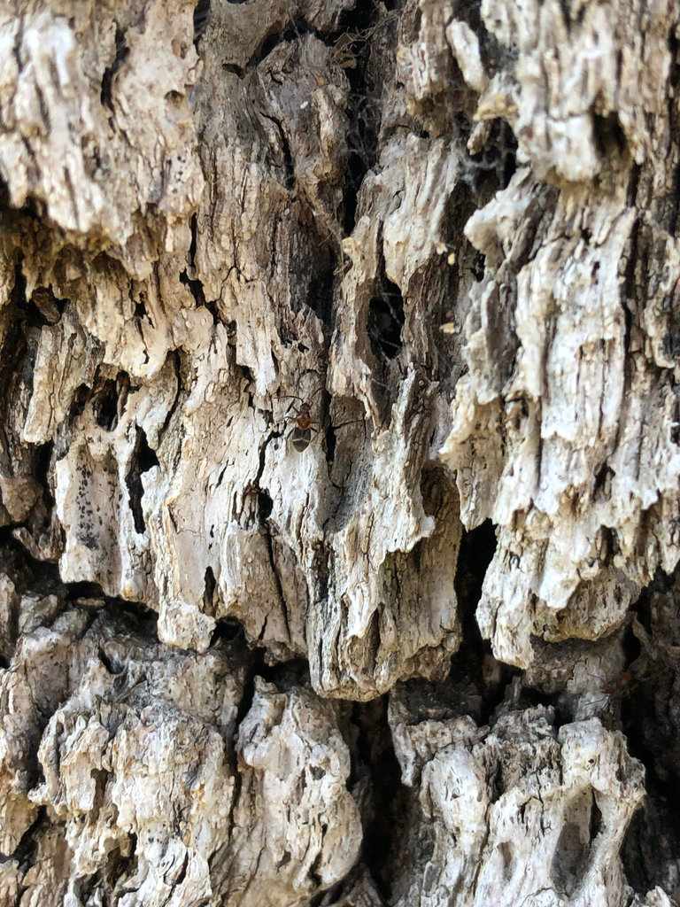 Pamillia behrensii