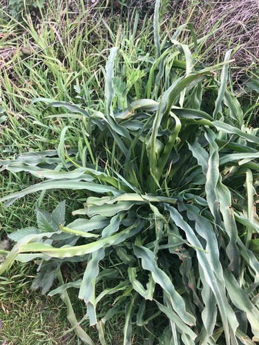 Chlorogalum pomeridianum, photograph 4