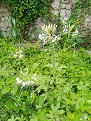 Cleome houtteana