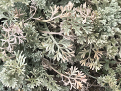 Artemisia pycnocephala, photograph (c) Kyle Elshoff, some rights reserved (CC BY)