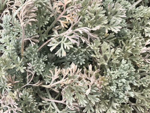 Artemisia pycnocephala, photograph 5