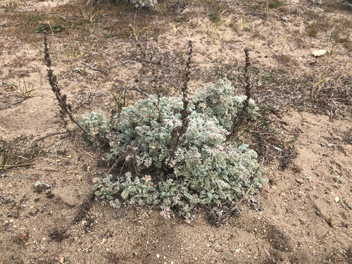 Artemisia pycnocephala, photograph 3