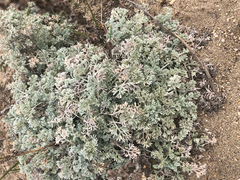 Artemisia pycnocephala, photograph (c) Kyle Elshoff, some rights reserved (CC BY)