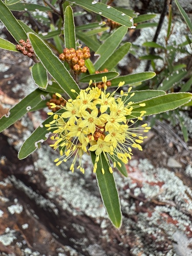Phebalium squamulosum coriaceum