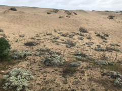 Artemisia pycnocephala, photograph (c) Kyle Elshoff, some rights reserved (CC BY)