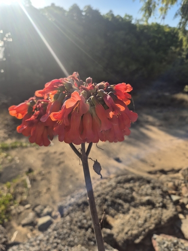 Mother of Millions