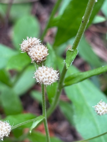 Antennaria racemosa, 2026-07-27