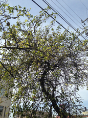 Pyrus kawakamii