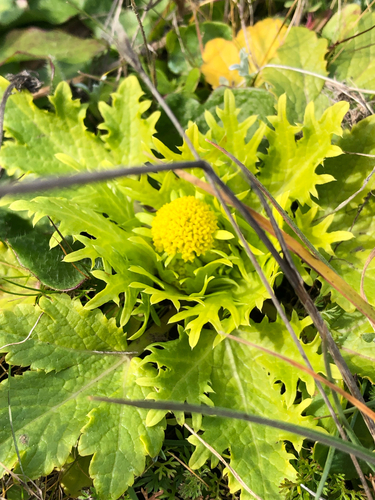 Sanicula arctopoides