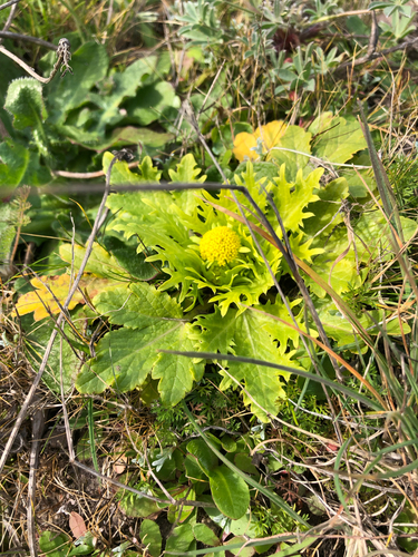 Sanicula arctopoides, photograph 2