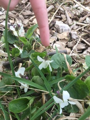 Angiospermae