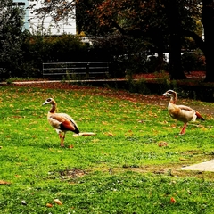 Alopochen aegyptiaca