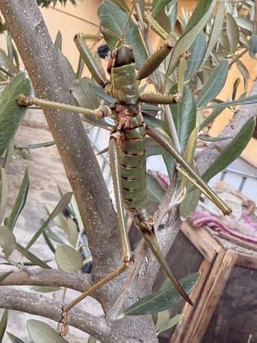 Anatolian Predatory Bush-cricket