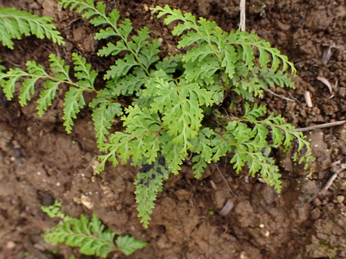 Adiantum observed 2026-08-05
