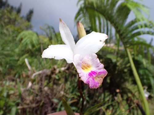 Arundina graminifolia observed 2026-08-05