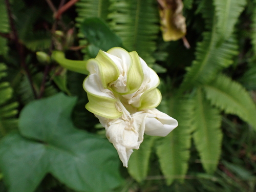 Ipomoea alba observed 2026-08-05