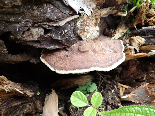 Phellinus observed 2026-08-05
