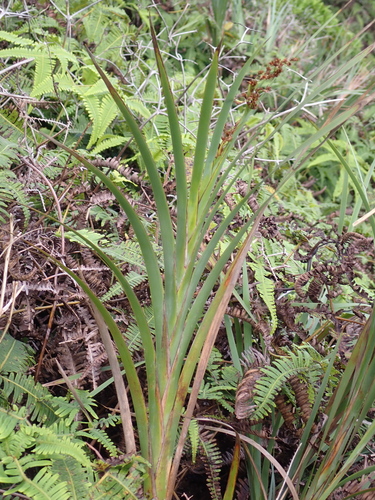 Machaerina mariscoides observed 2026-08-05