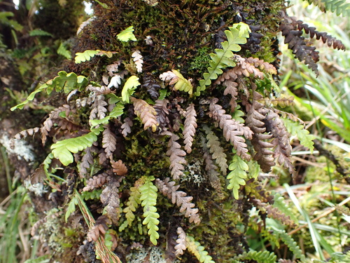 Adenophorus pinnatifidus observed 2026-08-05