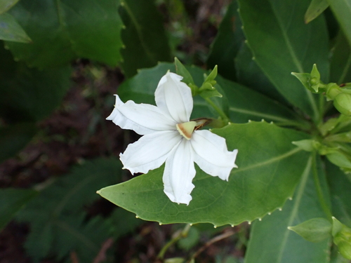 Scaevola chamissoniana observed 2026-08-05