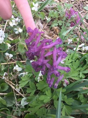 Corydalis solida