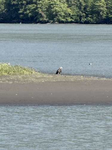Bald Eagle