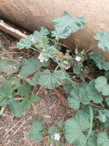 dwarf mallow