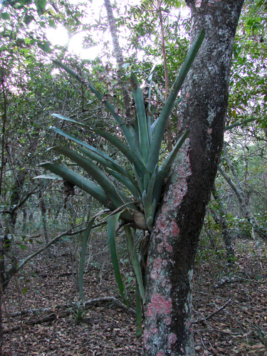 Aechmea bromeliifolia, photograph 5