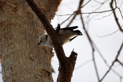 iNaturalist image